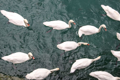 High angle view of ducks floating on lake