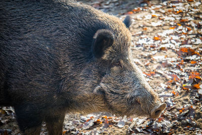 High angle view of an animal