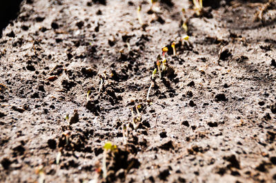 High angle view of ant on field