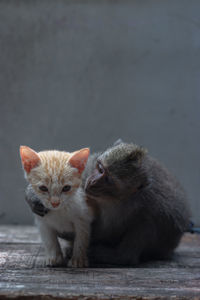 Close-up of a cat and monkey