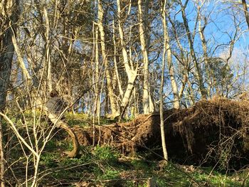 Bare trees in forest