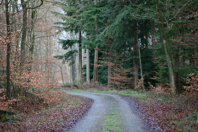 Road amidst trees in forest during autumn