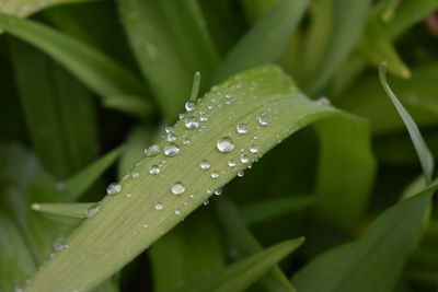 Close-up of water drops on leaf