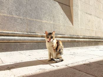 Portrait of cat sitting on footpath