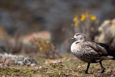 Close-up of bird perching on a land