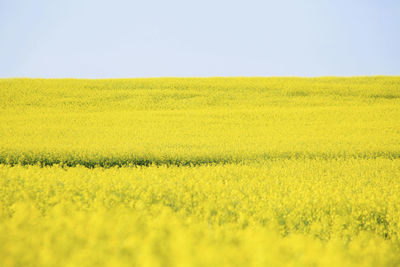 Scenic view of field against clear sky