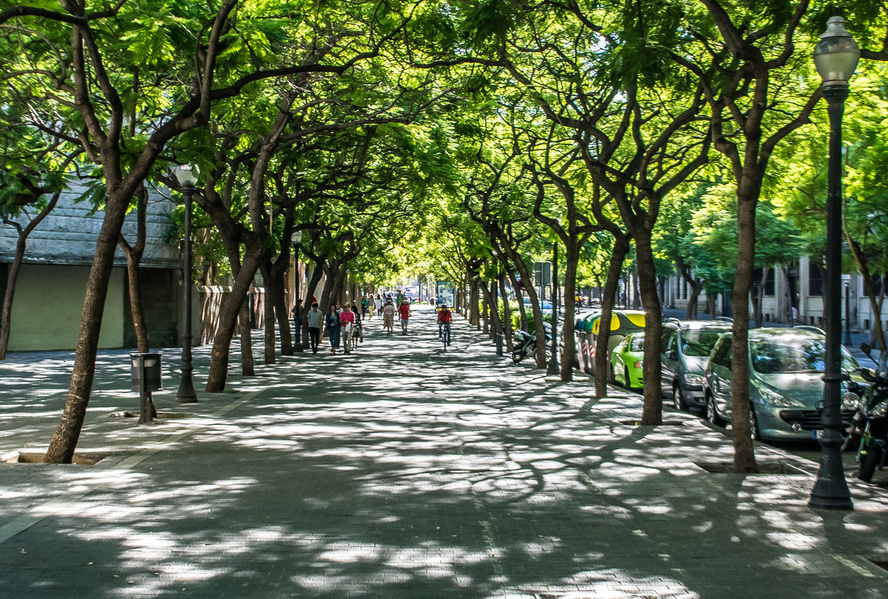 FOOTPATH AMIDST TREES