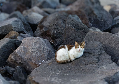 Cat lying on rock