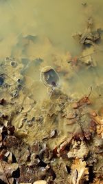 Close-up of jellyfish swimming in water against sky