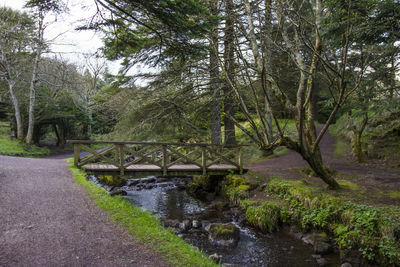 Bridge over stream amidst trees in forest