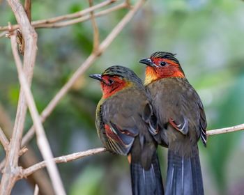 Close-up of birds perching on branch