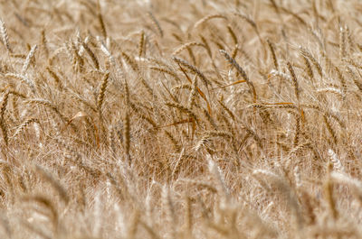 Full frame shot of wheat field