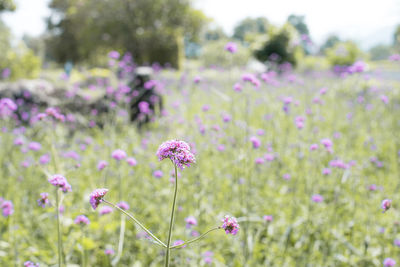 Close-up of pink flowering plants on field