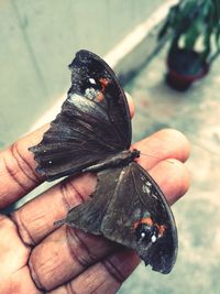 Close-up of butterfly on hand