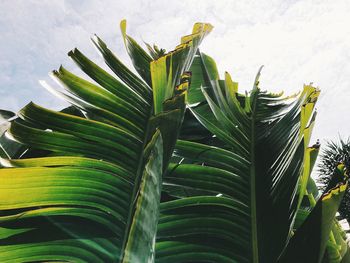 Close-up of banana leaves
