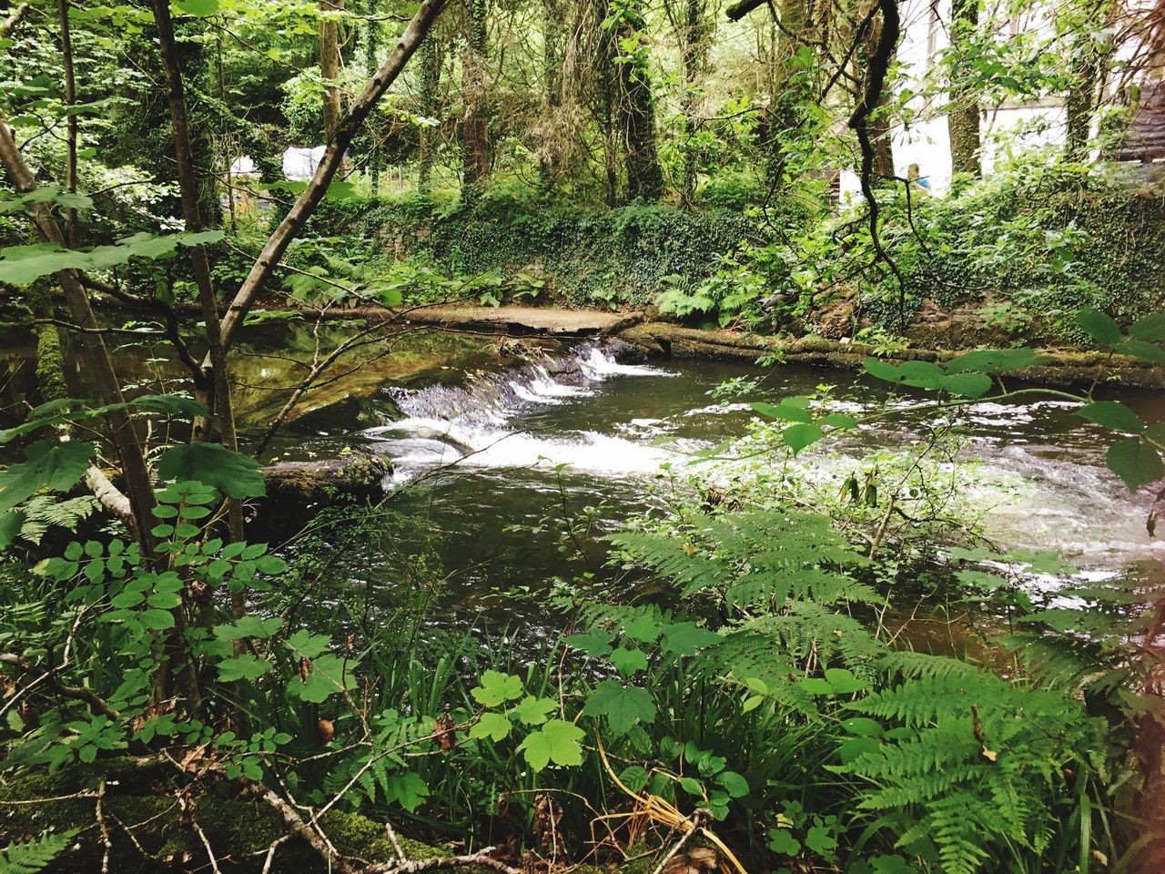 water, nature, tree, forest, tranquil scene, beauty in nature, tranquility, lush foliage, scenics, day, growth, green color, no people, outdoors, plant, leaf, waterfall