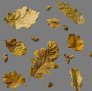 High angle view of yellow maple leaves