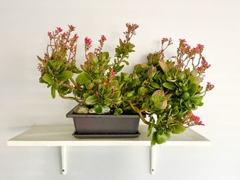 Potted plant against white background