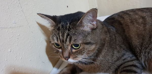 Close-up portrait of a cat against wall