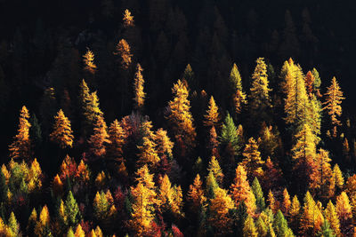 Scenic view of trees during autumn 
