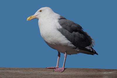Seagull perching on a sea against clear sky