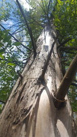 Low angle view of tree trunk in forest