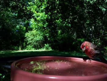 Close-up of bird perching on red tree