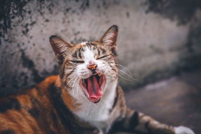 Close-up of cat yawning on footpath