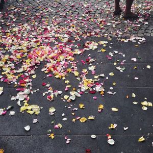 Fallen leaves on the ground