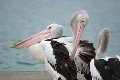 Wild pelicans