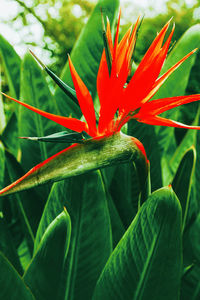 Tropical green. canary island. fashion canary flowers