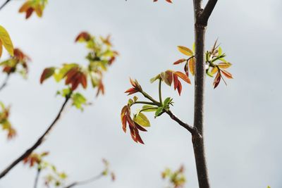 Close-up of flowering plant against tree branch