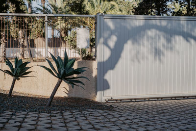 Potted plants against wall