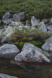 Close-up of stones on rock by lake