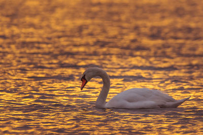 Swan floating on lake