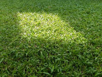 Full frame shot of plants on field