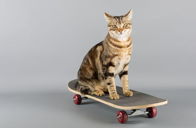 Portrait of cat on skateboard over gray background
