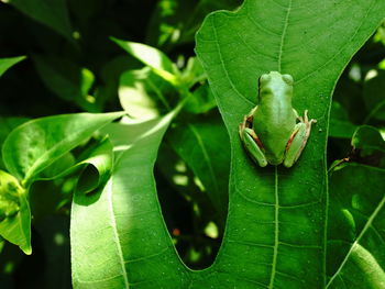 Close-up of insect on leaves