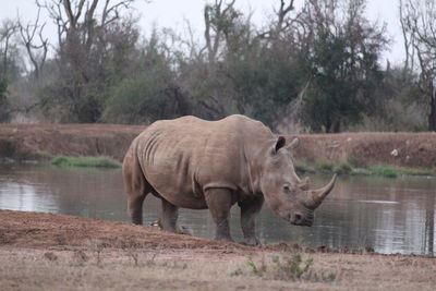 Rhinoceros standing by lake in forest