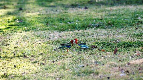 Bird perching on a field