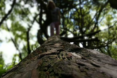 Close-up of tree trunk in forest