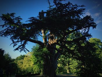 Low angle view of tree against clear sky