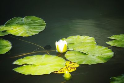 Close-up of lotus water lily in lake
