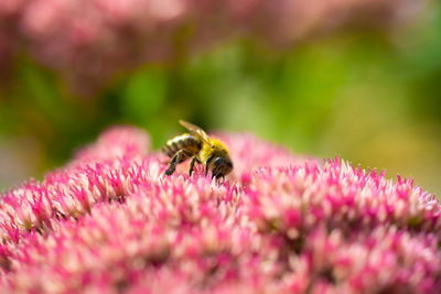 Close-up of bee pollinating on pink flower