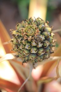 Close-up of succulent plant