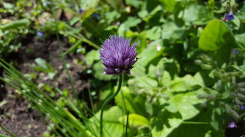 Close-up of purple thistle blooming outdoors