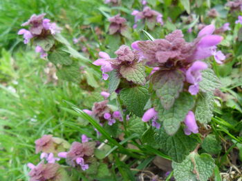 Close-up of pink flowers