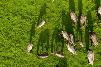 White mustangs and their shadows on meadow on farmland. endangered free families of wild horsed