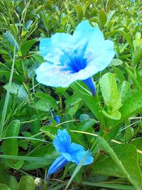 Close-up of blue flowers blooming outdoors