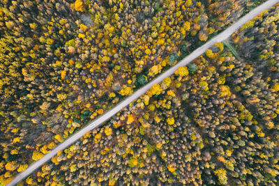 Full frame shot of yellow flowering plants during autumn